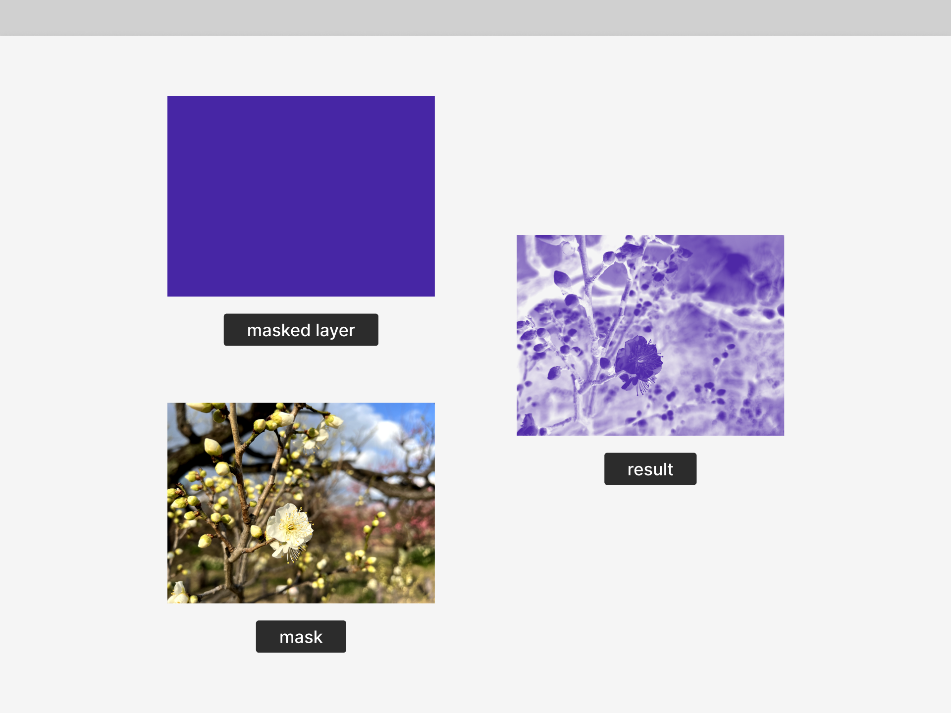 Exemple de calque masqué montrant une image florale masquée sur un calque violet, illustrant l'effet de masquage.